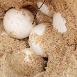 19 loggerhead turtle nests discovered on Little Cayman