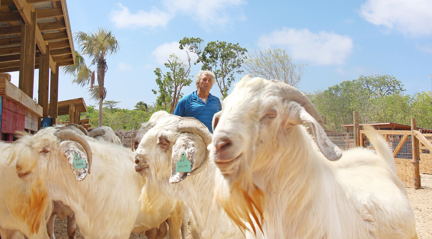 The goat man of Cayman Brac Cayman Compass