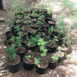 80 ganja plants seized