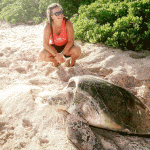 Green sea turtle rescued from jagged rocks