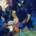 Researchers dodge sharks to tag lionfish