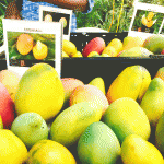 Botanic Park celebrates all things mango