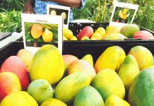 Botanic Park celebrates all things mango