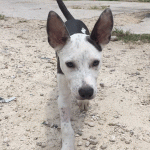 Parvovirus warning issued following deaths of four dogs
