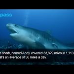 33,829 miles: Andy the tiger shark breaks distance record