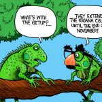 Iguana culling