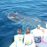 ‘Nothing short of magical’; Cayman students swim with world’s biggest sharks