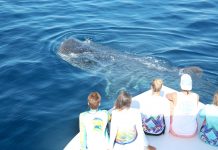 ‘Nothing short of magical’; Cayman students swim with world’s biggest sharks