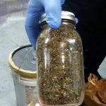 65 pounds of ganja found, no arrests
