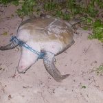 Bound female sea turtle rescued from poachers in West Bay