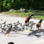 Hunting season set to begin for Cayman’s game birds