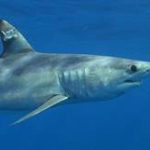 Mako sharks face fishing threat, says Guy Harvey study