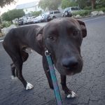 Dog-burning case turned over to prosecutors