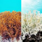 ‘Chasing Coral’ inspires audiences in Cayman