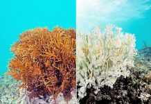 ‘Chasing Coral’ inspires audiences in Cayman