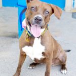 Dog burned in cruelty case up for adoption