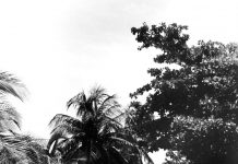 Remembering Blossom Village