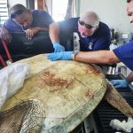 Turtle poaching ‘a growing problem’