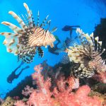Lionfish culling tournament this weekend