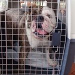 4-legged hurricane evacuees touch down in Cayman