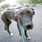 Arrest made in burned dog case