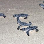 19 baby turtles found dead on road near West Bay