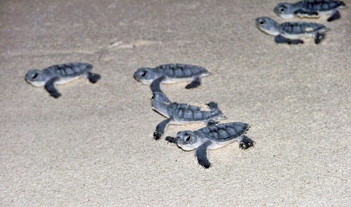 Baby-turtles