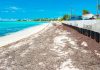 ‘It keeps washing in’: Sargassum chokes beaches in wake of Irma