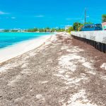 ‘It keeps washing in’: Sargassum chokes beaches in wake of Irma