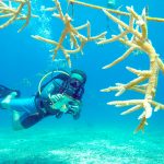 Little Cayman coral spawning proves restoration potential