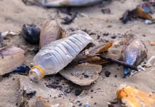 Volunteers needed for beach cleanup