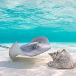 Conch, whelk season opens in Cayman waters