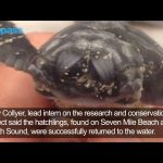 Two-headed turtle hatchlings surprise researchers