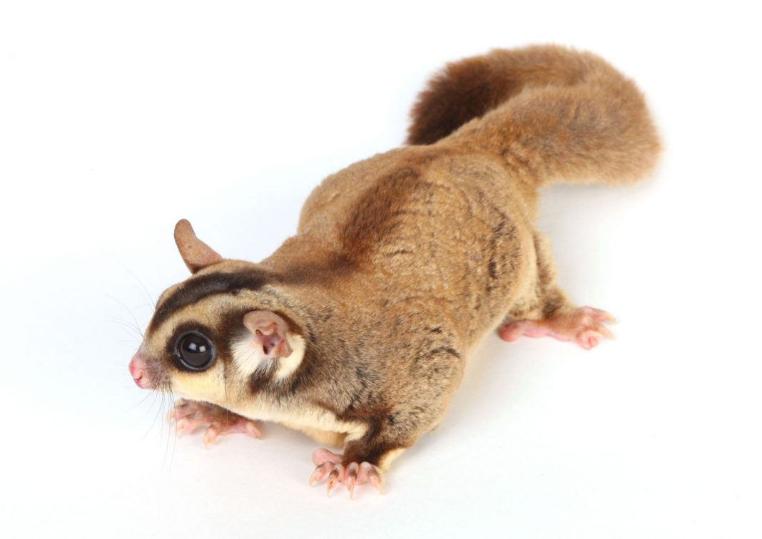 Sugar-glider-file~1