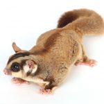 Cute but deadly: Sugar gliders threaten native species
