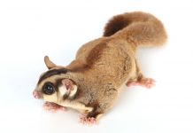 Sugar glider case adjourned to 2018