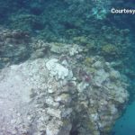 Ship owners face charge over displacement of Eden Rock coral