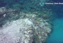Ship owners face charge over displacement of Eden Rock coral