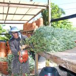 Letter: DoA explains import rules for Christmas trees