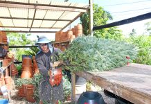 Letter: DoA explains import rules for Christmas trees