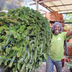 Christmas miracle as first trees cleared for sale