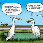 Airport birds