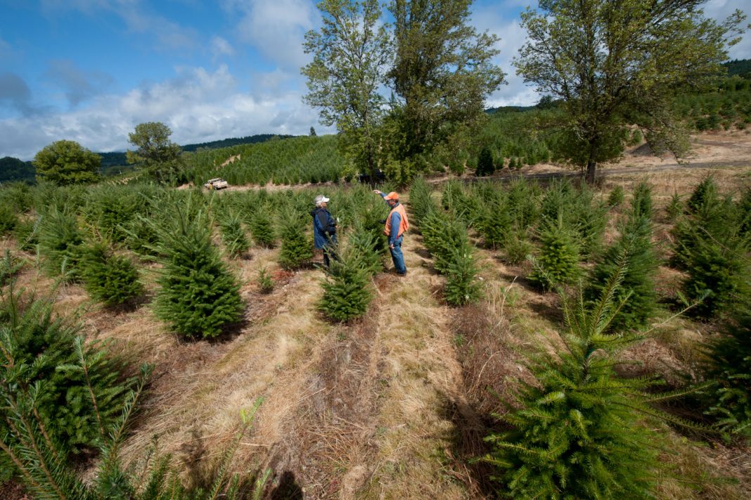 Christmas tree shortage expected this year Cayman Compass