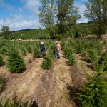 Pests threaten Christmas tree imports