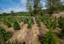 Christmas tree shortage expected this year