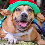 ‘Santa Paws’ raises $4,000 for Humane Society shelter