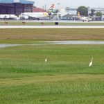 Drones, dogs considered to deter birds from airport