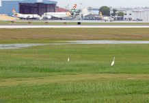 Drones, dogs considered to deter birds from airport