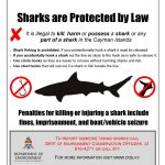 Killed sharks pictured with fins removed