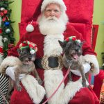 Is your pooch naughty or nice? Doggies tell Santa what they want for Christmas